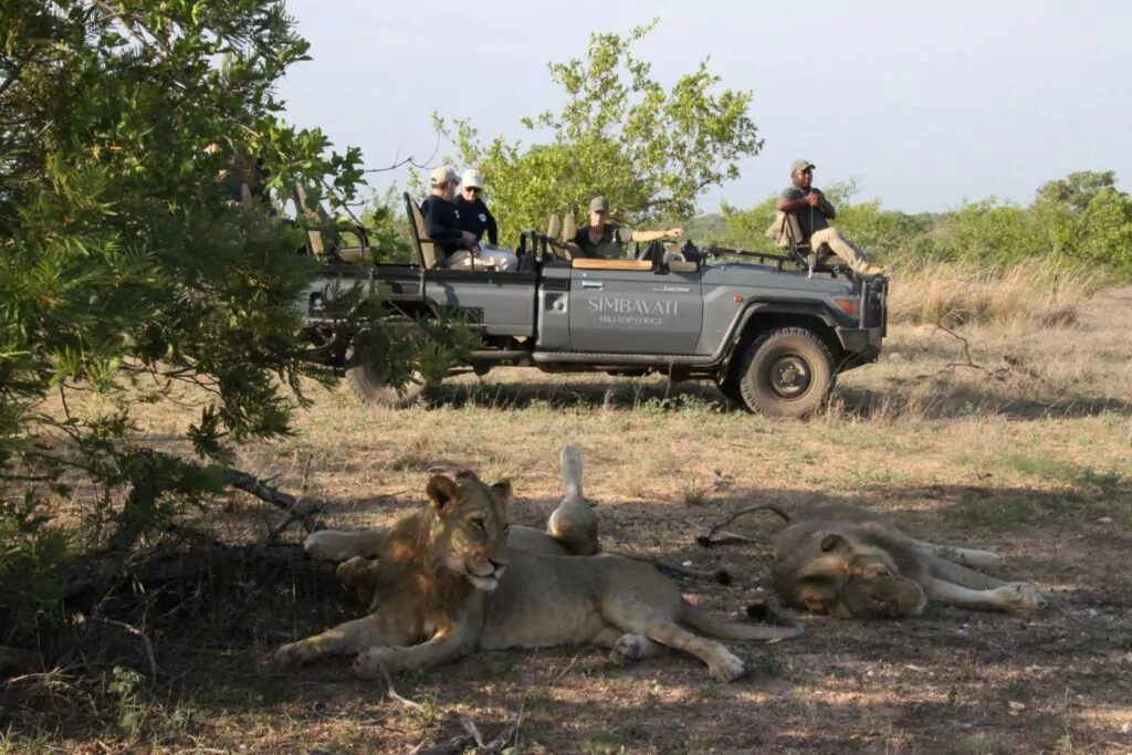 South Africa Safari Game Drive lions in the Kruger National Park