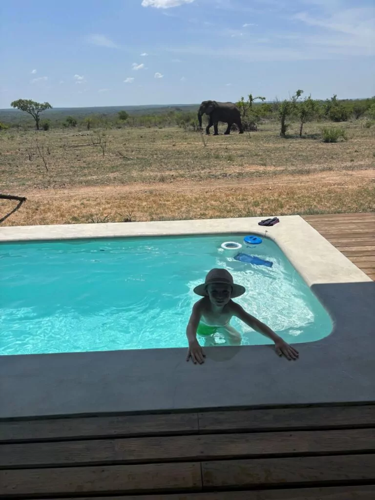 South Africa Safari Game Drive Elephants near pool in the Kruger National Park