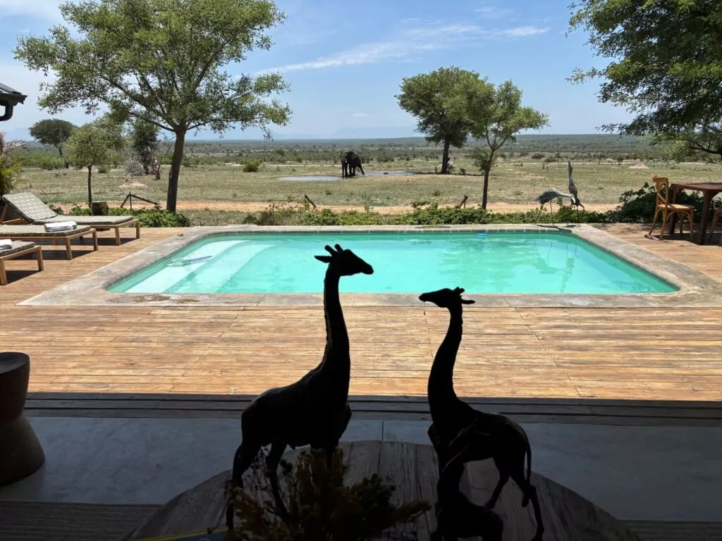 South Africa Safari Game Drive Elephants near accommodation in the Kruger National Park