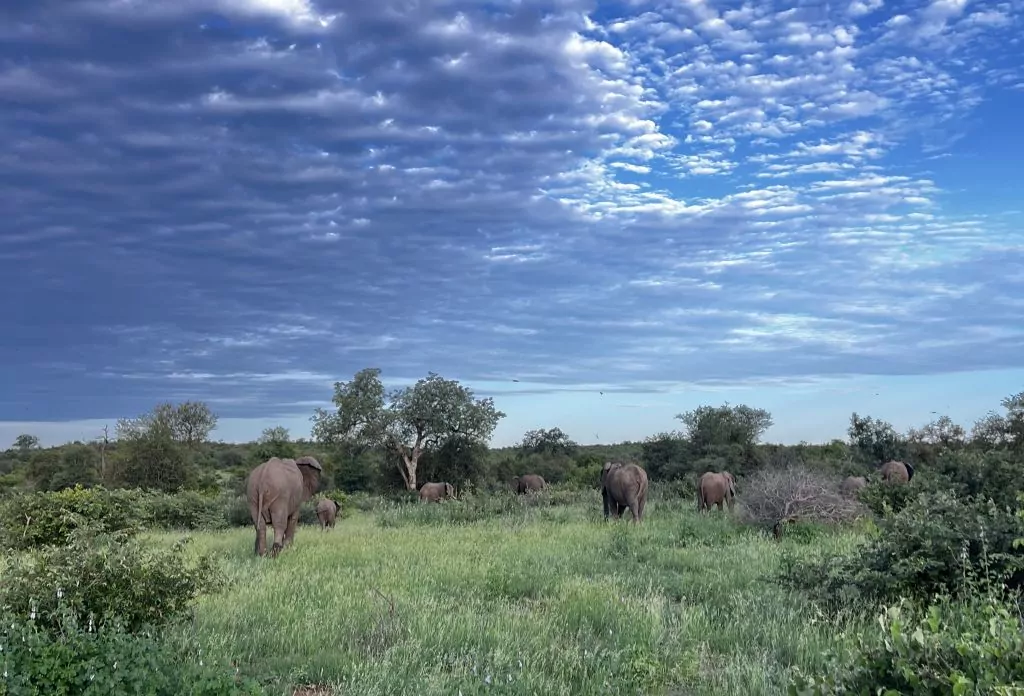 South Africa Safari Game Drive Elephants in the Kruger National Park