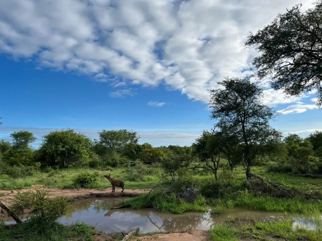 South Africa Safari Game Drive hyaena in the Kruger National Park
