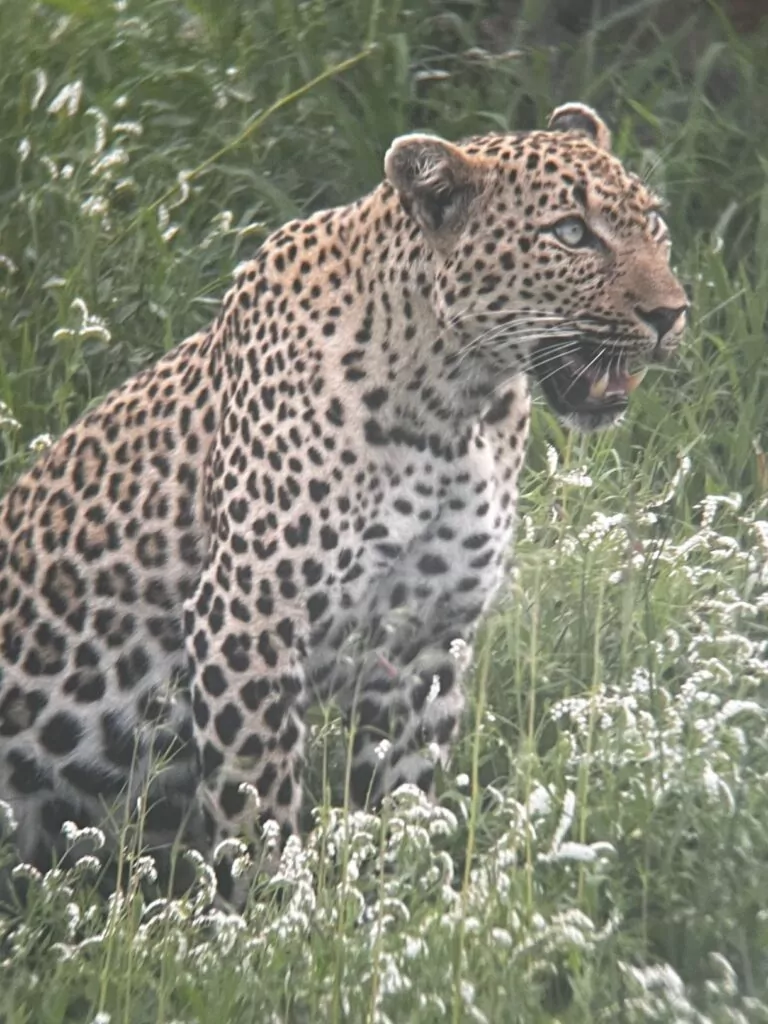 South Africa Safari Game Drive Leopard in the Kruger National Park