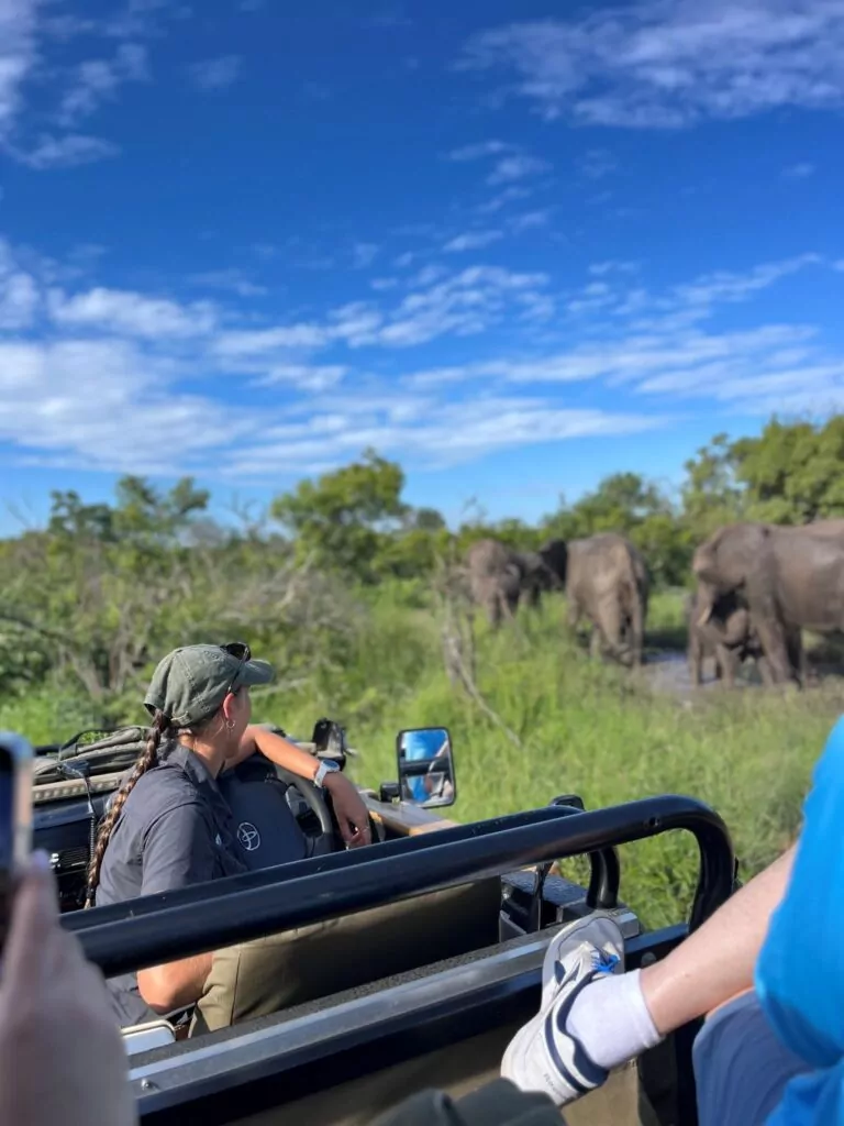 South Africa Safari Game Drive Elephants in the Kruger National Park