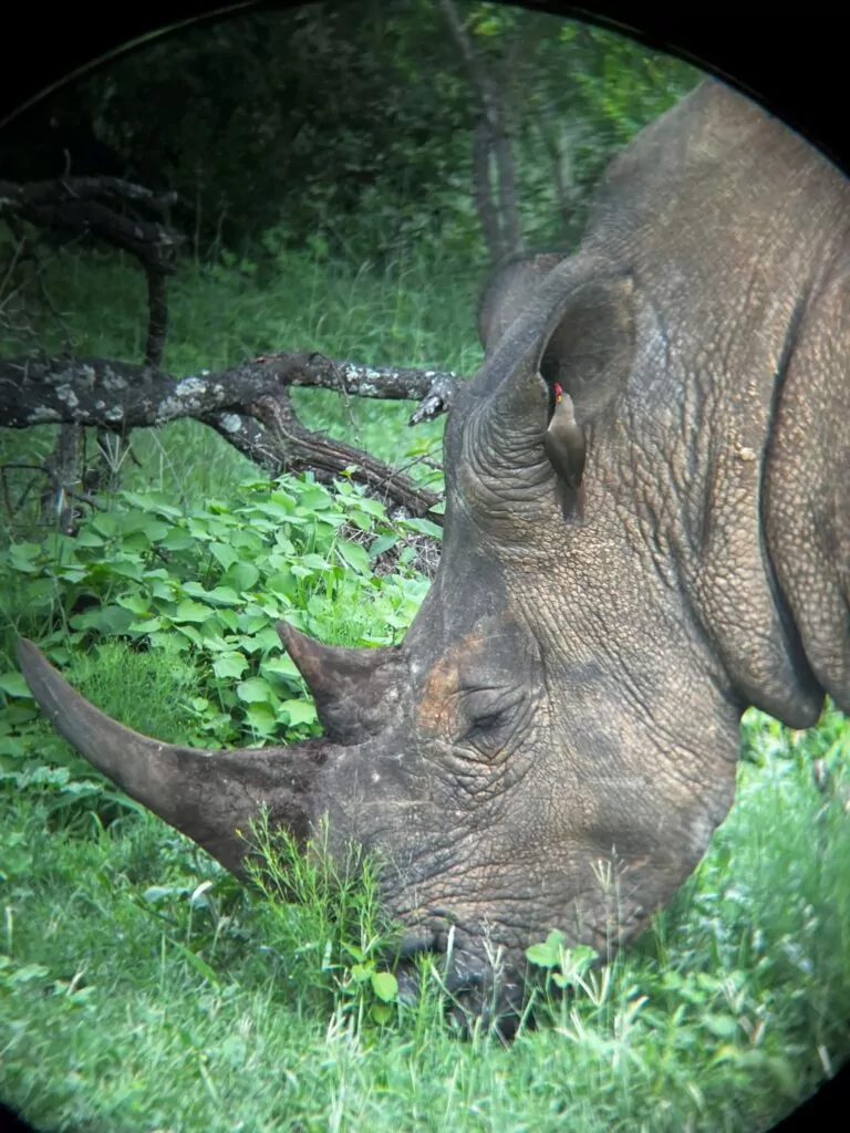South Africa Safari Rhino in the Kruger National Park