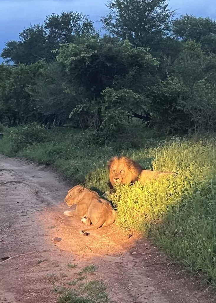 South Africa Safari Lions in the Kruger National Park
