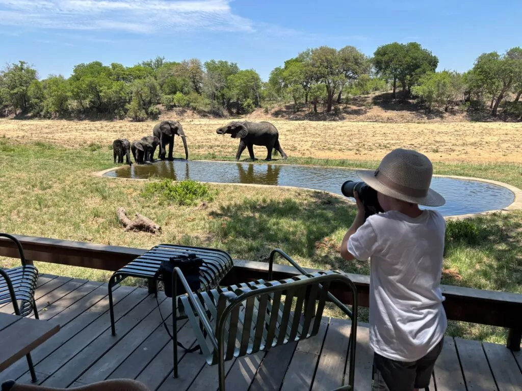 South Africa Safari Game Drive Elephants in the Kruger National Park