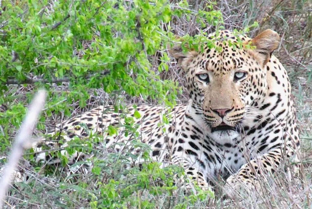 South Africa Safari Game Drive leopard in the Kruger National Park