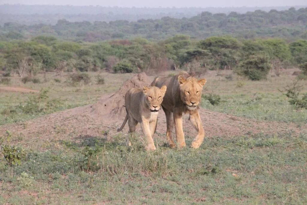 South Africa Safari Game Drive young Lions in the Kruger National Park
