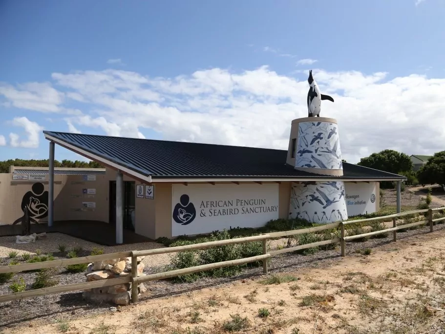 Cape Town Penguin Sanctuary Activity