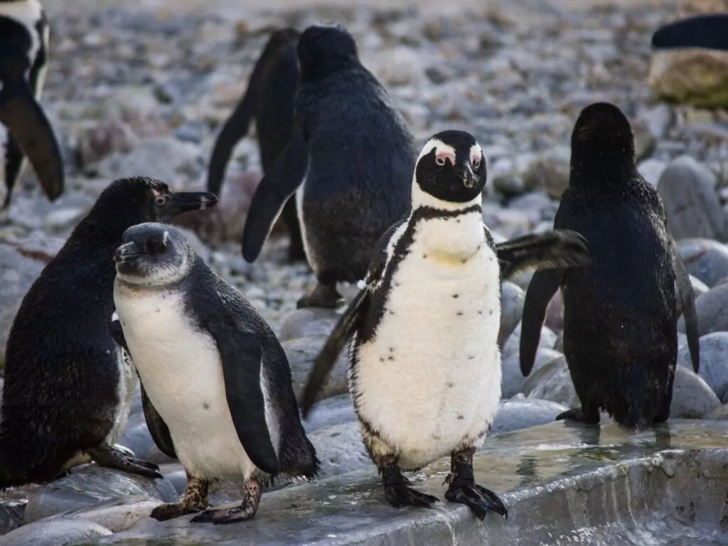 Cape Town Penguin Sanctuary Activity