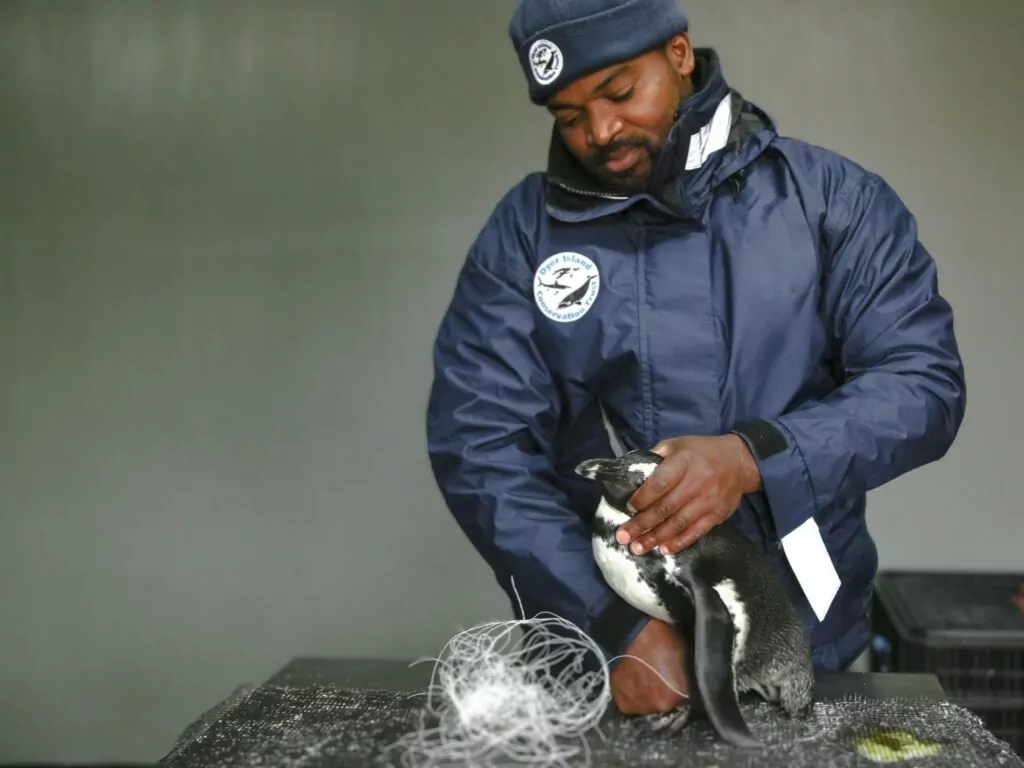 Cape Town Penguin Sanctuary Activity