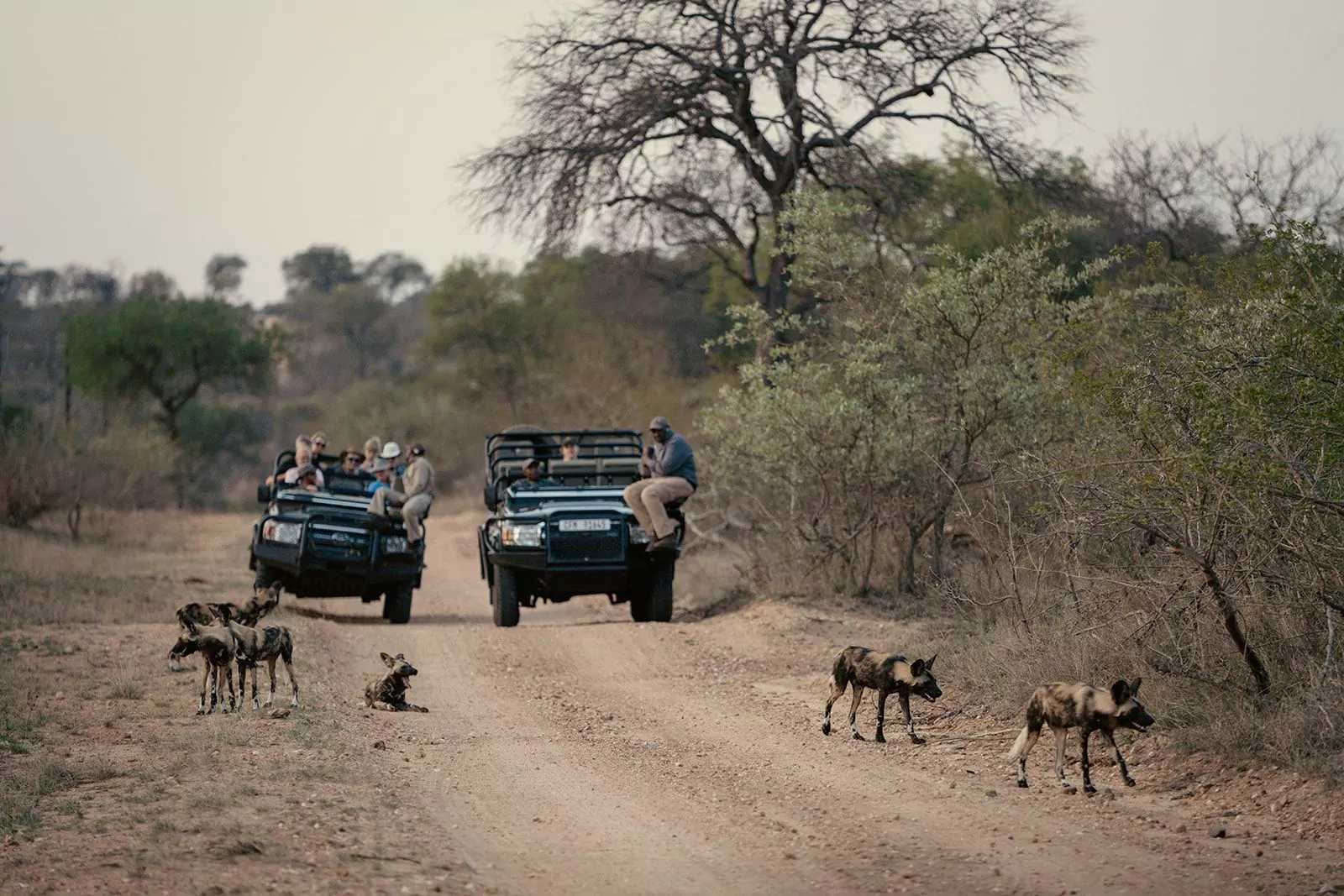 South Africa Safari Wild Dogs in the Kruger National Park