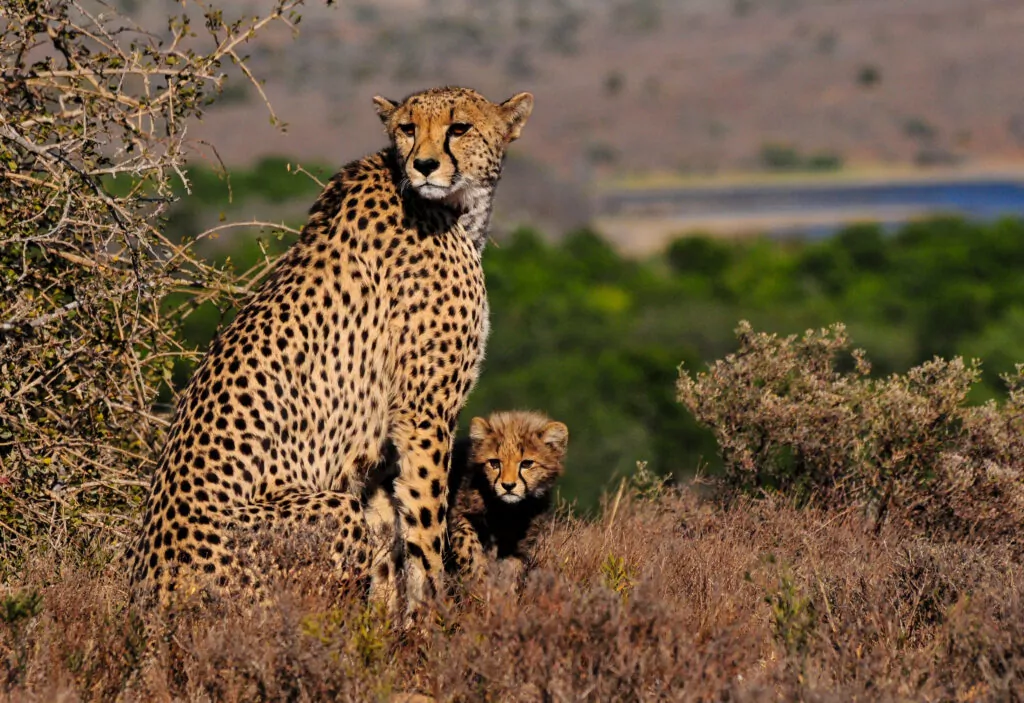 Cheetas in the Kwandwe Private Game Reserve
