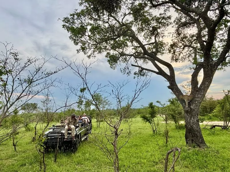 South Africa Safari Game Drive in the Kruger National Park