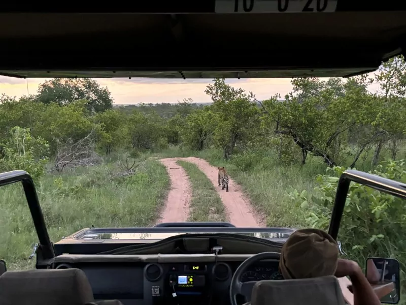 South Africa Safari Leopard in the Kruger National Park