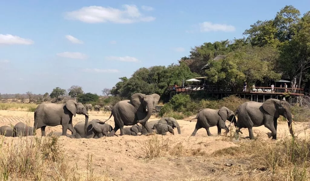 South Africa Safari elephants in the Kruger National Park