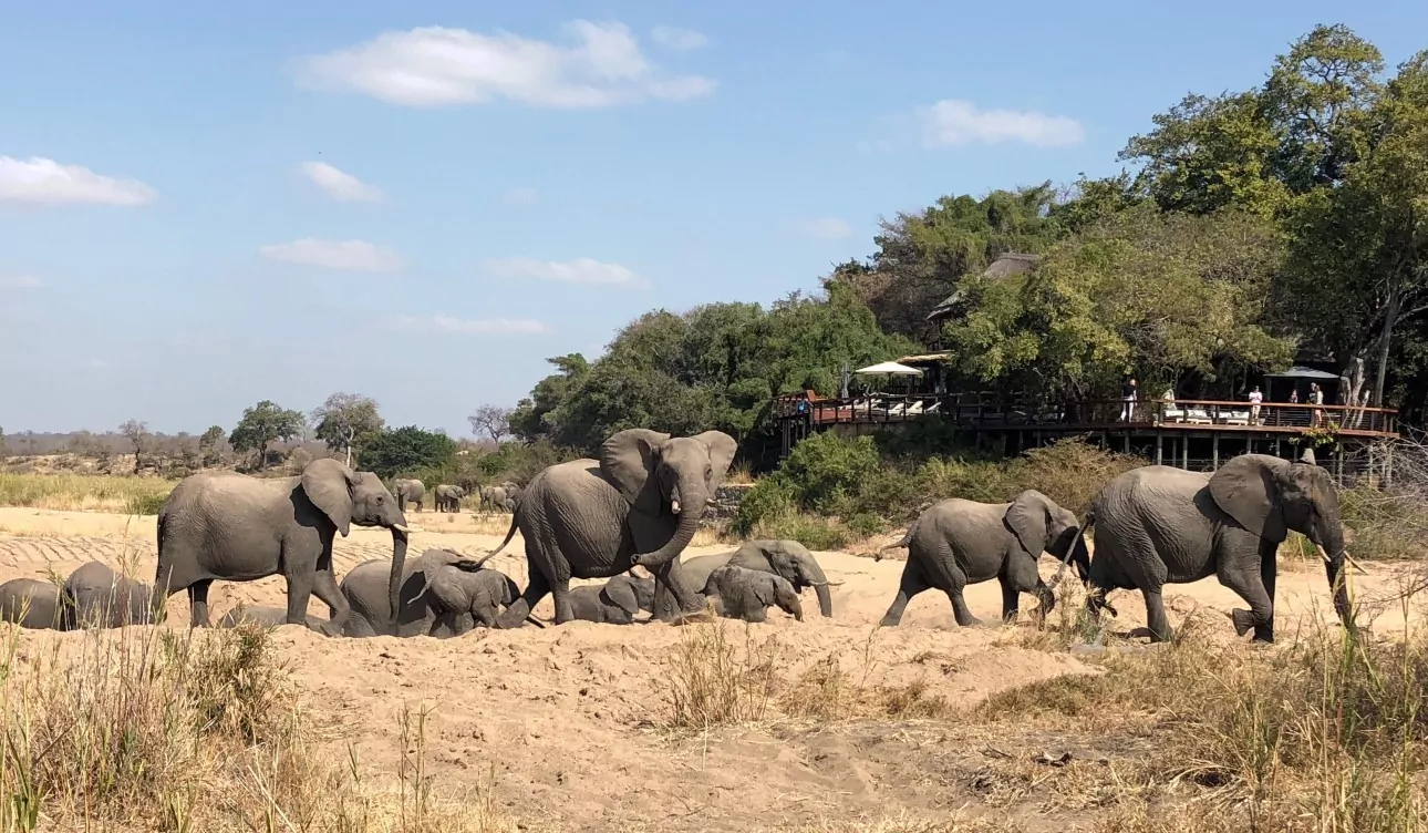South Africa Safari elephants in the Kruger National Park