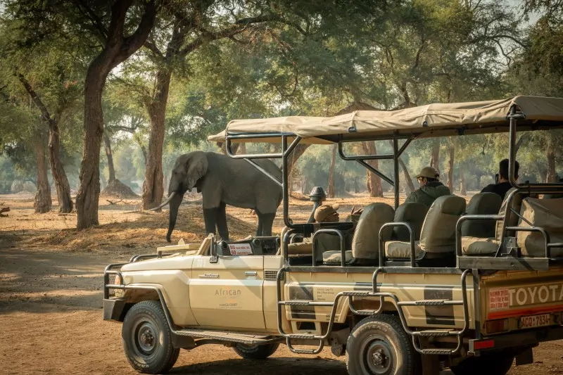 Southern African Safaris Zimbabwe Game Drive Elephants
