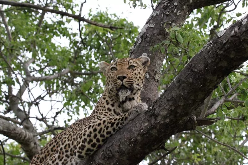 South Africa Safari leopards in the Kruger National Park
