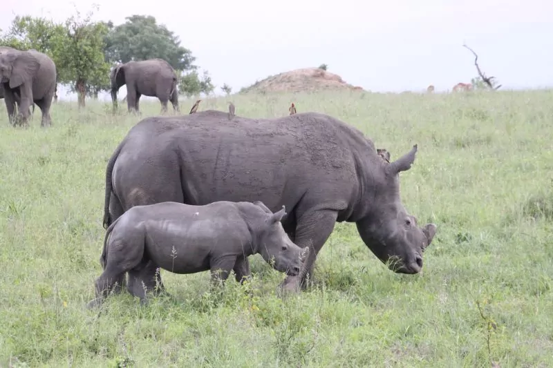 South Africa Safari Rhinos in the Kruger National Park