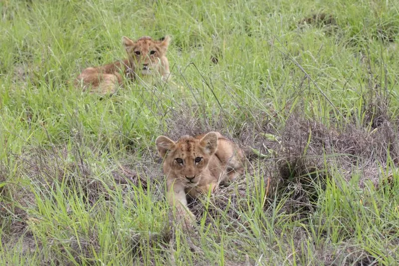 South Africa Safari Lion Cubs in the Kruger National Park