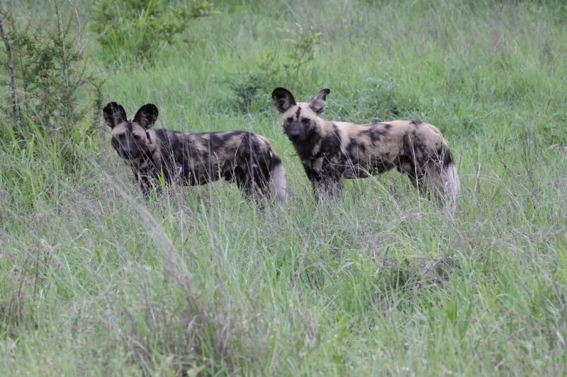 South Africa Safari Wild Dogs in the Kruger National Park