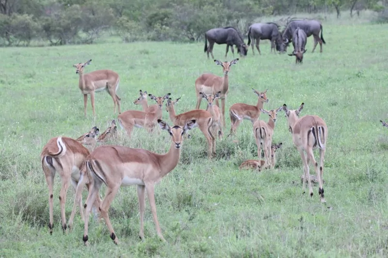South Africa Safari Wildebeest and Gazelle in the Kruger National Park
