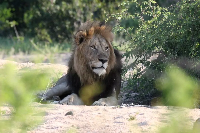 South Africa Safari Lion in the Kruger National Park