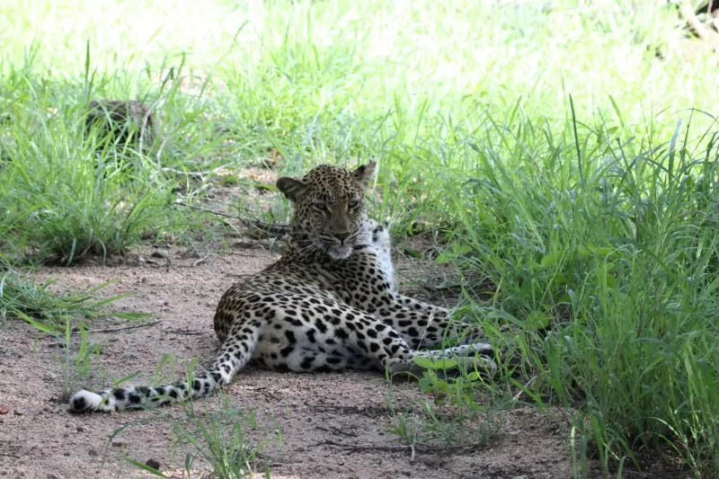 South Africa Safari Leopard in the Kruger National Park
