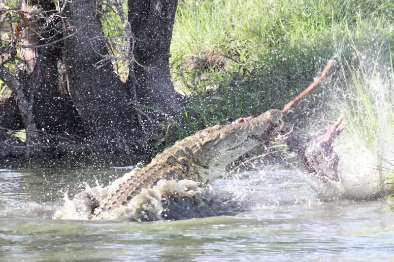 South Africa Safari Crocodiles in the Kruger National Park