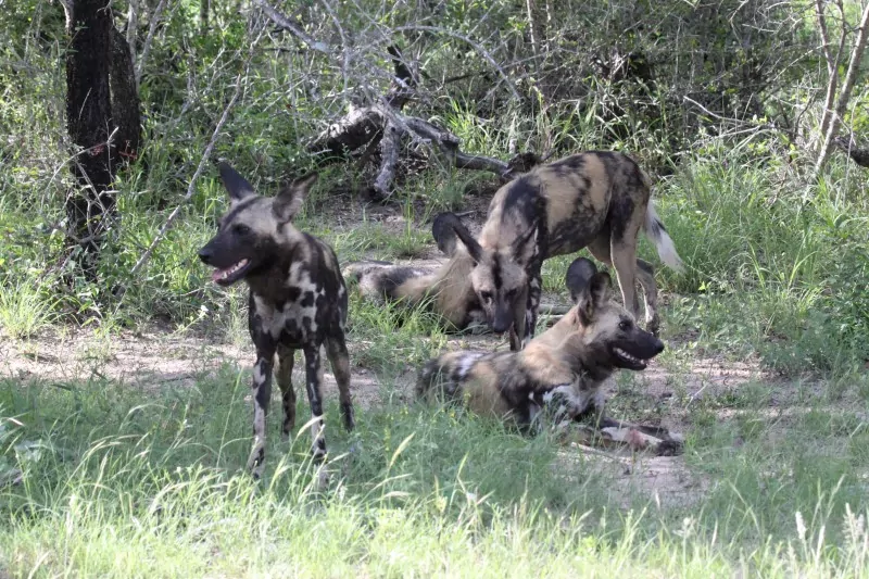 South Africa Safari Wild Dogs in the Kruger National Park
