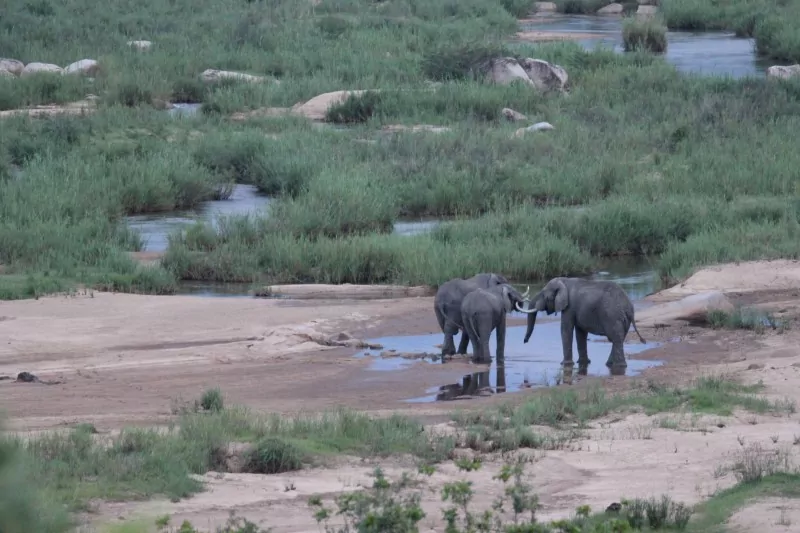South Africa Safari Elephants in the Kruger National Park