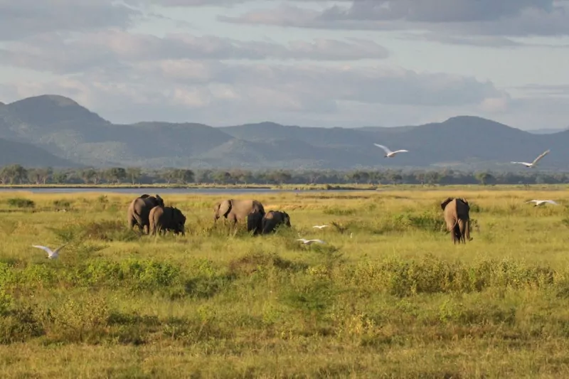 Elephants on Zimbabwe Safari Tour 2026