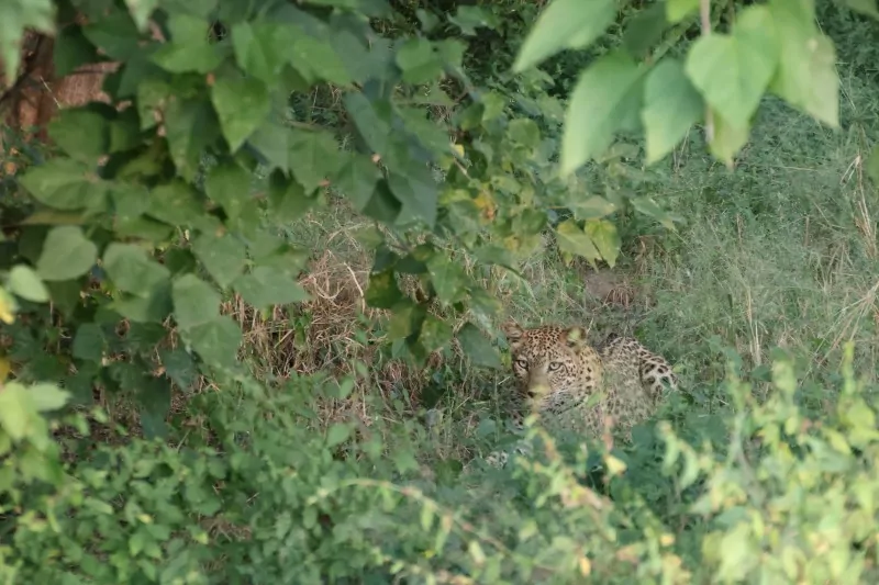 Beautiful leopard on Zimbabwe Safari Tour 2026