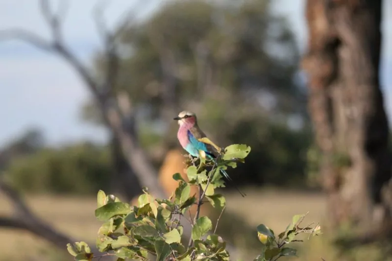 Beautiful birdlife on Zimbabwe Safari Tour 2026