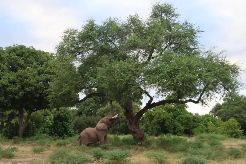 Elephants on Zimbabwe Safari Tour 2026