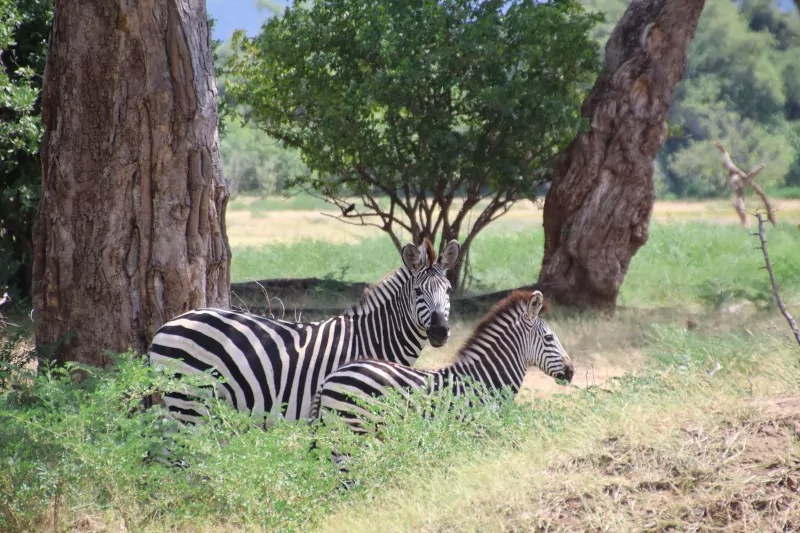 Zebras Grazing on Zimbabwe Safari Tour 2026