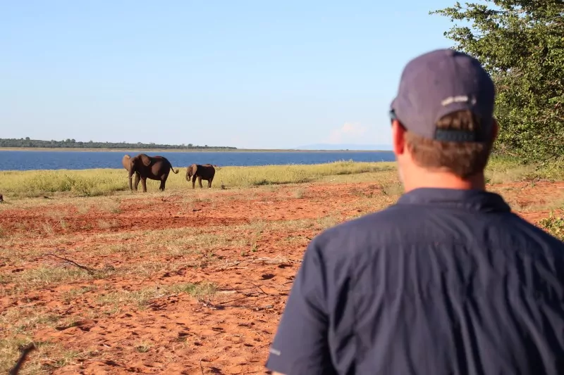 Elephant walk on Zimbabwe Safari Tour 2026