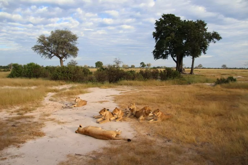 Lions on Zimbabwe Safari Tour 2026
