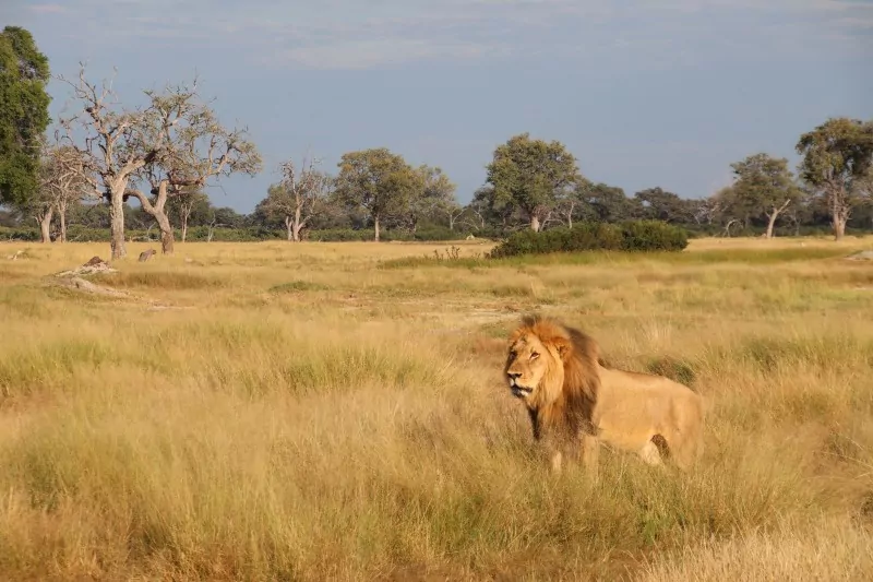 Lion on Zimbabwe Safari Tour 2026